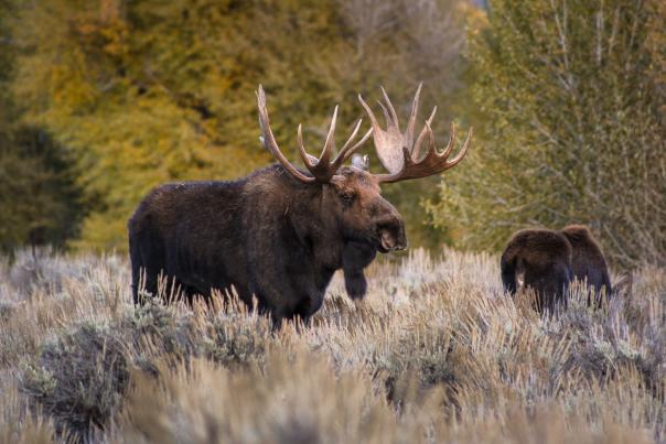 Moose in Fall