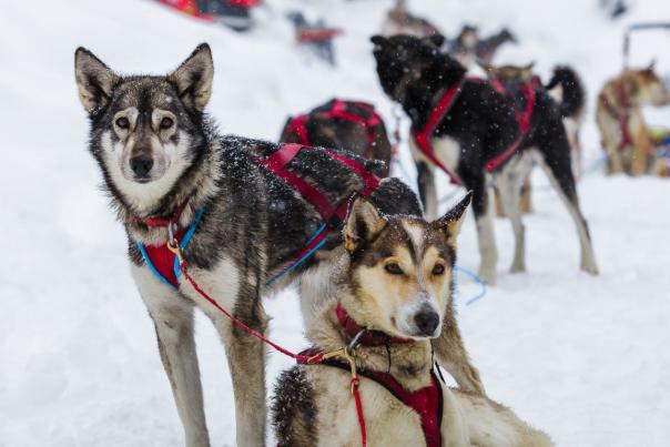 Dog Sledding dogs