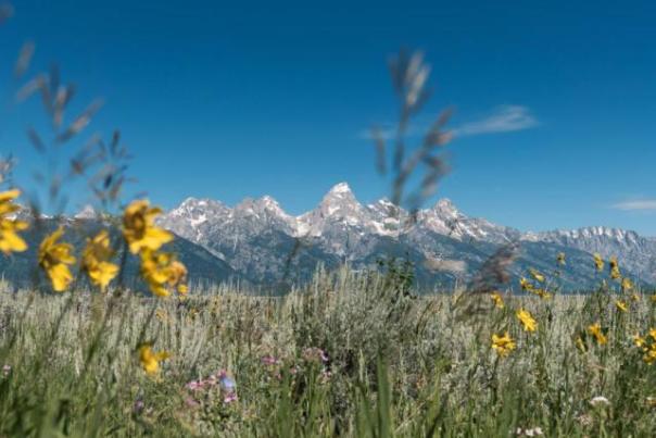 tetons in the spring