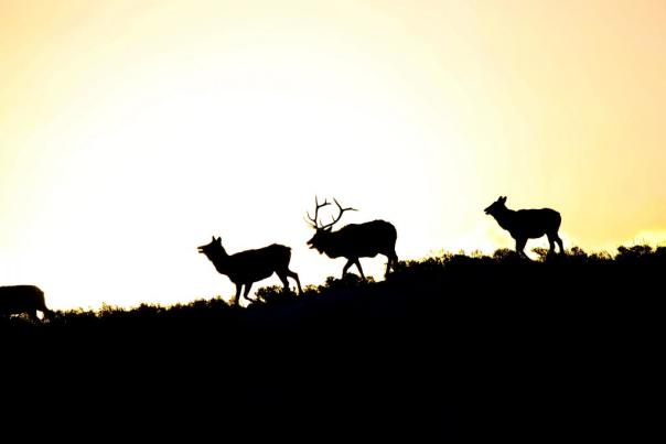 three elk silhouetted