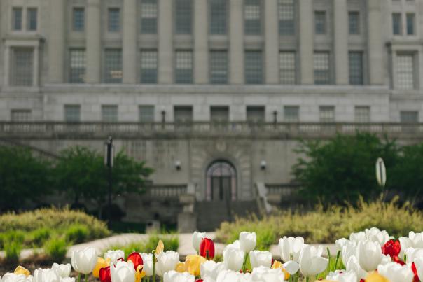 capitol tulips