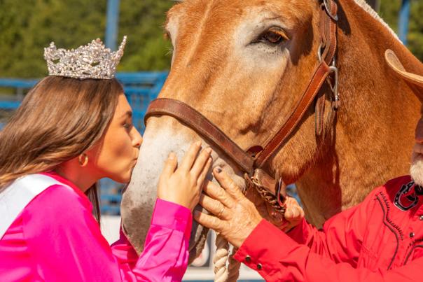 The annual tradition of Miss Benson kissing the Best in Show Mule at Mule Days in Benson, NC.