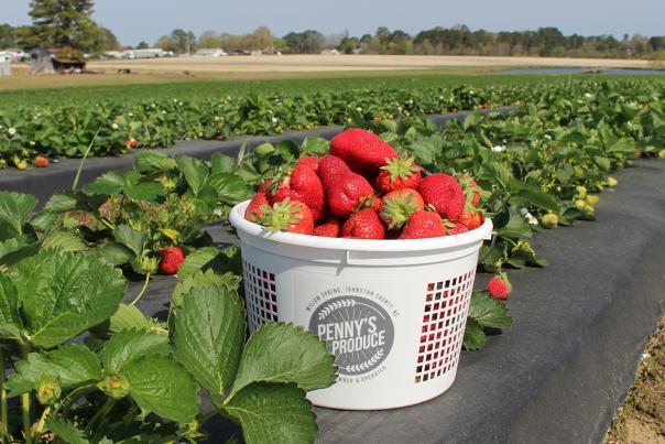 Strawberries in a bucket in the field at  Penny's Produce in Johnston County, NC.