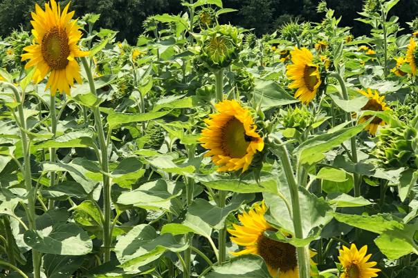 A sunflower field with blooms open to the sun