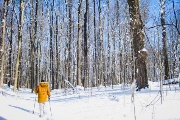 Snowshoeing through the winter woods