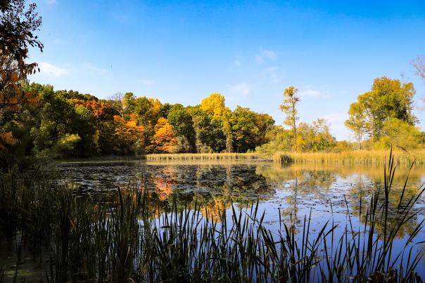 Orange and yellow trees sit across a pond at Asylum Lake Preserve.