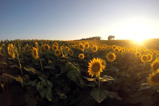 A gorgeous sunset shot of a field of sunflowers in the late summer at Grinter’s Sunflower Farm.