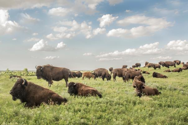 Prairie Trail Byway Maxwell Bison