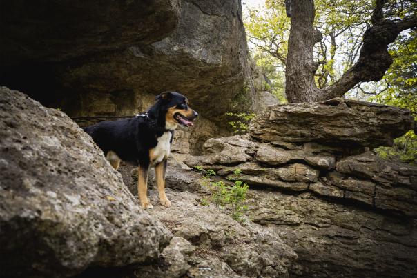Elk City State Park Dog