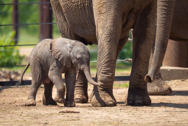 Asali the baby elephant