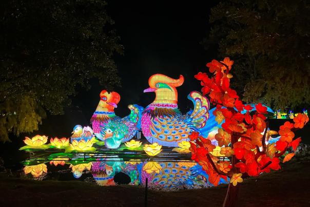 Wild Lights Sedgwick County Zoo - Visit Wichita