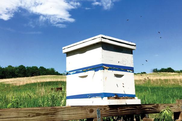 outdoors bee hive