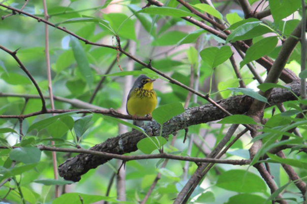 Swamp Birding Adventures in Southeast Kansas