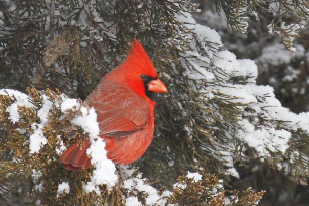 Northern Cardinal