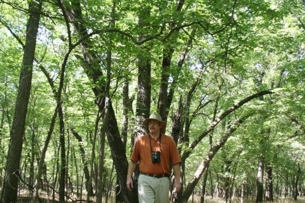 Chaplin Nature Center Tree Line