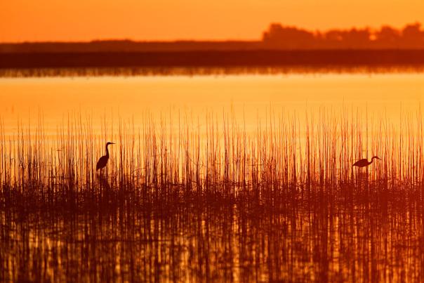 two birds in the water of wetlands