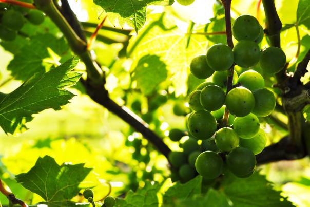 Close-up of grapes at Crescen Monn Winery