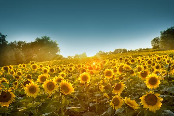 Sunflowers