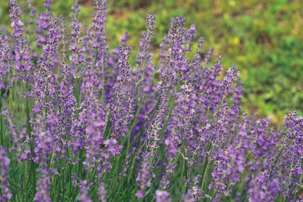 ksm-lavendar