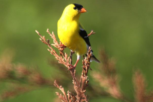 Kansas Kritters- American Goldfinch