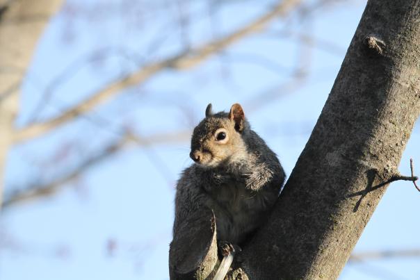 Gray Squirrel