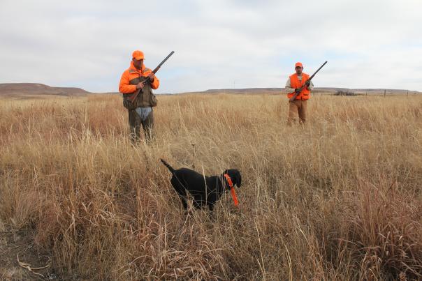 Pheasant Hunting Fall Season