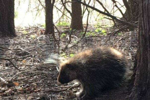 Porcupine