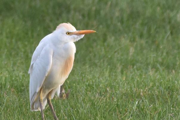 Cattle Egret