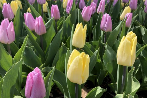Purple and yellow tulips sit a k state garden