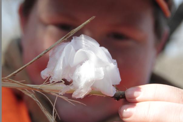 Frost Flowers