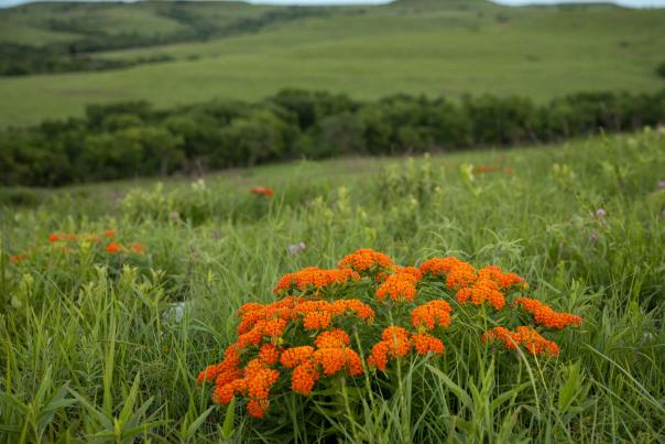 a cluster of bright orange butterfly milkweed, surrounded by vibrant green tallgrass. In the background the grass stretches across a hilly landscape