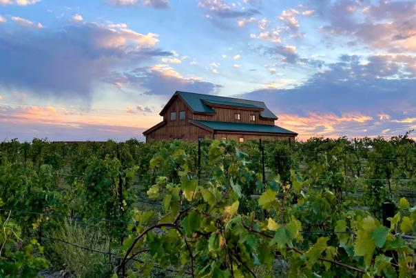 Wahlmeier Farms Vineyard