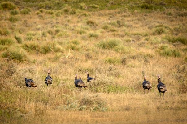 Lake Scott State Park Turkeys