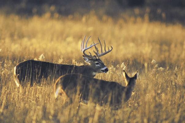 Deer - big buck