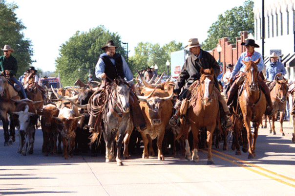 cattledrive