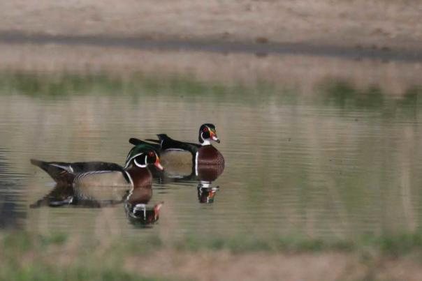 Kansas Kritter- Wood Duck