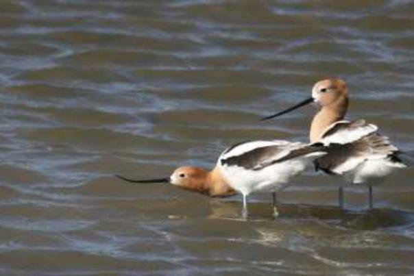 Kansas Kritters-Avocets