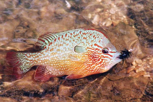 Kansas Kritter- Longear Sunfish