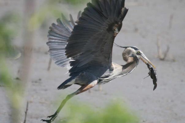 Kansas Kritters-Great blue heron