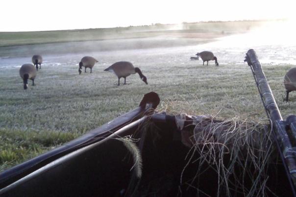 Goose Hunting