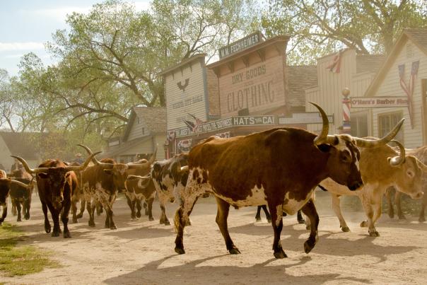 A herd of longhorn cattle are driven down a dusty dirt road by Old West style buildings