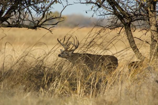 Deer Hunting Quivira Wildlife
