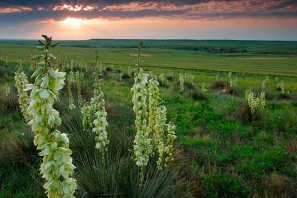 Smoky Valley Yucca