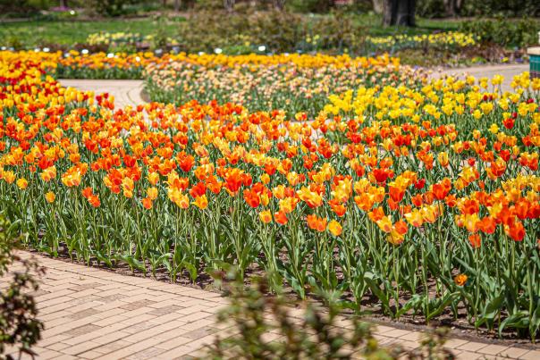 Red and orange tulips sit fully bloomed in the Botanica Gardens