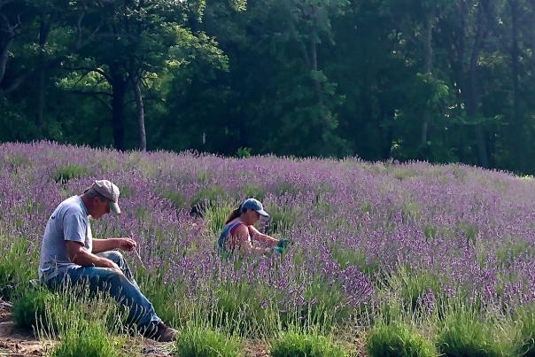 Lavender Hill Farm 2