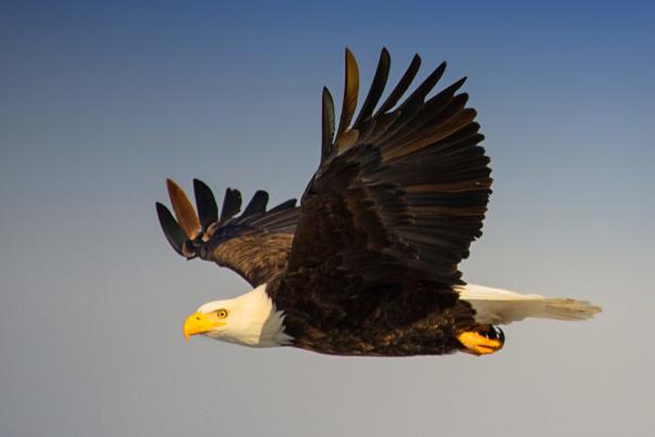Teri Elmsahaeuser Eagle flight