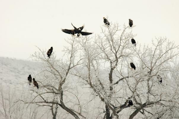 eagles lake ogallala NPG
