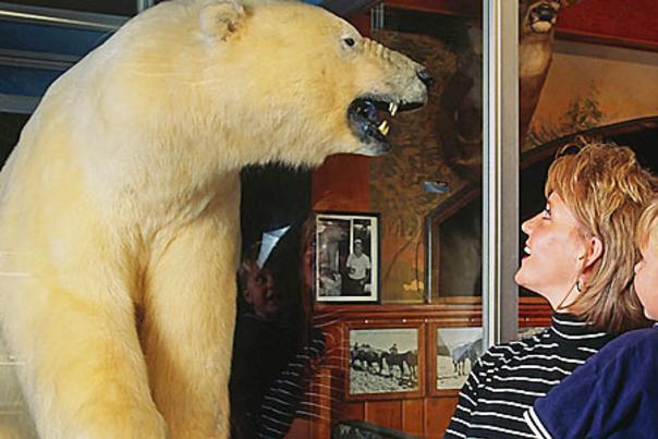 ole's bear