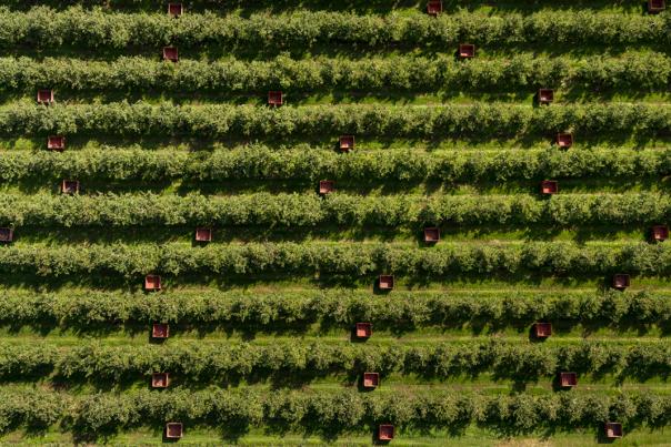 Above View of Apple Orchard Picking