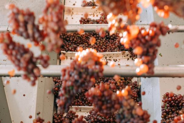 New Brand - Grapes Fall 2023 shoot